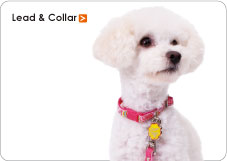 Lead & Collar